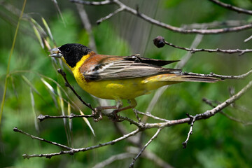Kappenammer // Black-headed bunting (Emberiza melanocephala)