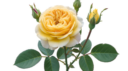 Close up of a yellow rose with buds and green leaves against a black background in soft lighting