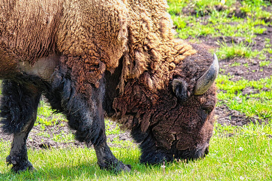 Close up View of American Bison Grazing in Yellowstone National Park in Wyoming. - Powered by Adobe