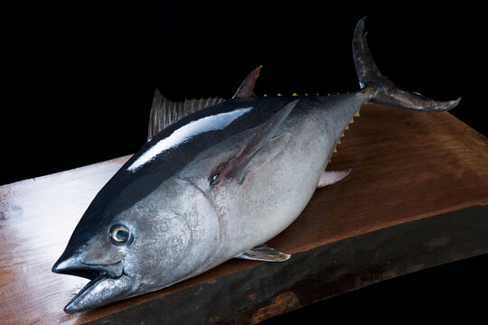 
【鮪】黒マグロに次ぐ大きさのミナミマグロ（インドマグロ）です。刺身や寿司には欠かせない食材。