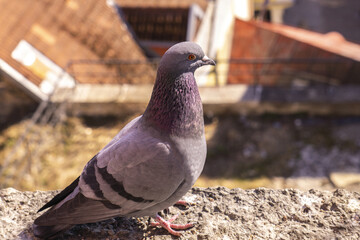 Dove on a parapet with the old town in the background