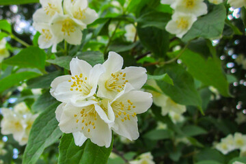 Obraz premium Spring beautiful white blossoming flowers