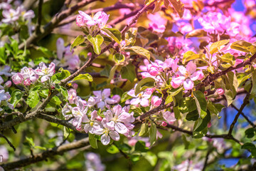 Spring flowers on a tree branch