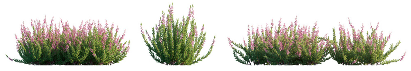 Calluna vulgaris (common scotch, scottish heather, ling, heather) shrub\plant\bush isolated png on...