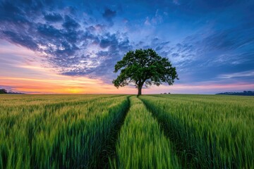 Solitary tree in vibrant green field at sunset, with dramatic, colorful clouds