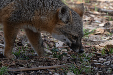  island fox