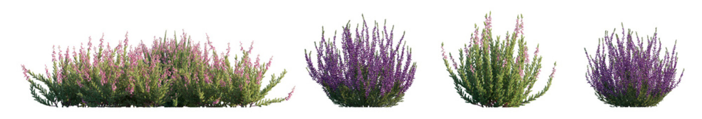 Calluna vulgaris (common scotch, scottish heather, ling, heather) shrub\plant\bush isolated png on...