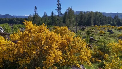 Bright yellow flowering bushes in a field with tree stumps and a forest backdrop on a sunny day