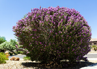 Blooming with pink flowers Leucophyllum frutescens also known as Texas Sage or Texas Rangers Shrub in desert style xeriscaped roadsides, Phoenix, Arizona