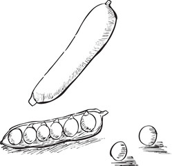 グリーンピース　手描き線画