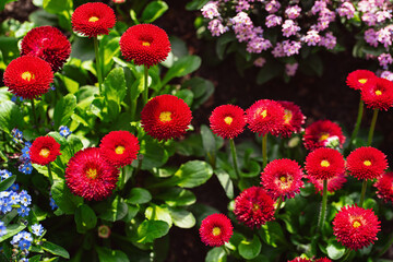 Close-up of blooming red pompon daisies (Bellis perennis) in a spring flower bed. Bright natural daylight and vivid garden composition