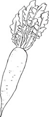 大根　丸ごと　手描き線画
