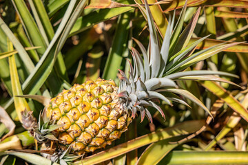 Obraz premium The pineapple (Ananas comosus) is a tropical plant with an edible fruit; it is the most economically significant plant in the family Bromeliaceae. Dole Plantation, Oahu, Hawaii 