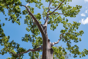 Eucalyptus deglupta is a species of tall tree,  rainbow eucalyptus, Mindanao gum, or rainbow gum, Dole Plantation, Oahu, Hawaii
