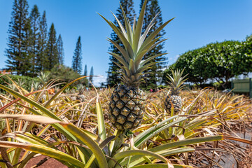 The pineapple (Ananas comosus) is a tropical plant with an edible fruit; it is the most...
