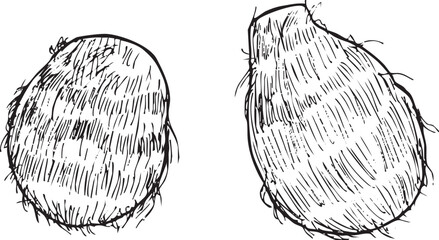 里芋　丸ごと　手描き線画