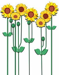 sunflowers plants in line