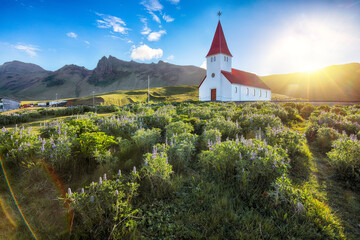 Ramarkable view of Vikurkirkja christian church in blooming lupine flowers.