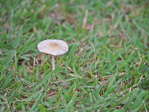 Tokyo, Japan - June 14, 2025: Parasola plicatilis or pleated inkcap on lawn