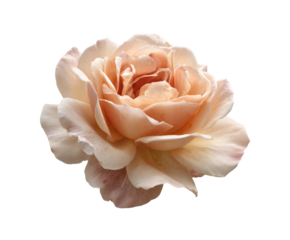 Beautiful peach rose blossom for decorative purpose