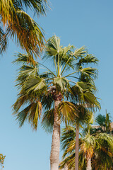 Palm trees sway in the breeze under a clear blue sky in summer