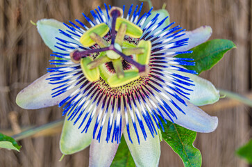 Beautiful blue passionflower detail