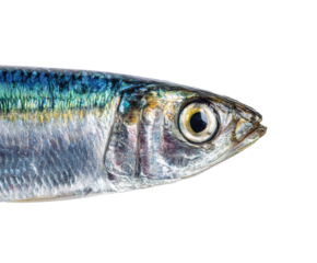 Fresh sardine close-up for culinary presentation and recipes on a transparent background, cut out