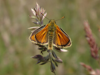 Small skipper (Thymelicus sylvestris), male sitting on an ear of grass
