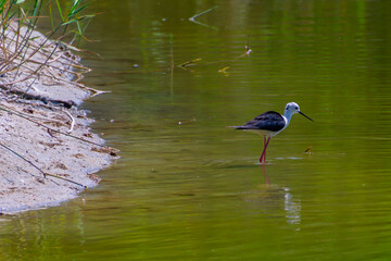 Black-winged stilt in the beach of a lake