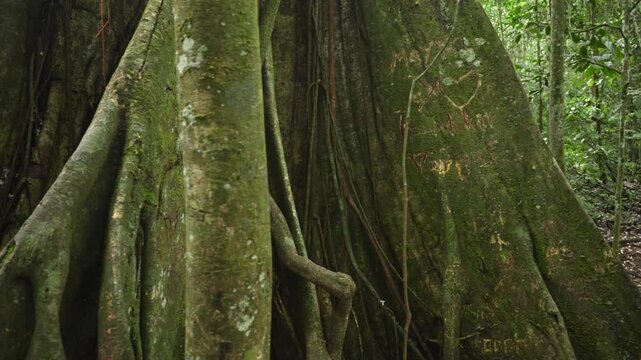 Majestic ficus tree towering within verdant Amazonian landscape, showcasing expansive root system and lush green canopy of Ecuadorian rainforest ecosystem