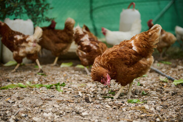Free-Range Chickens Grazing in an Outdoor Pen During the Day