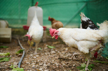 Free-Range Chickens Feeding on Grass in an Outdoor Farm Environment