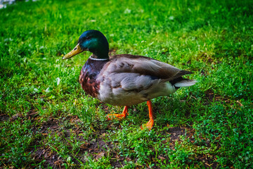Amazing duck on the lawn