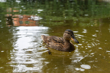 Cute duckling in the water