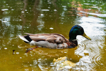 Duck swimming macro
