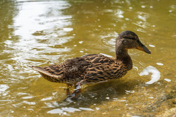 Duckling in the water near the shore