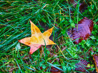 Fallen leaf five-pointed star