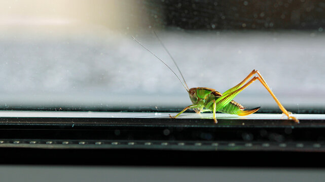 grasshopper on the window 