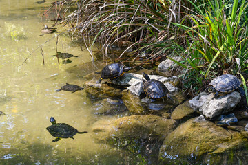 Pond sliders (Trachemys scripta), a specie of semi-aquatic turtle, in the fountain of the monument...