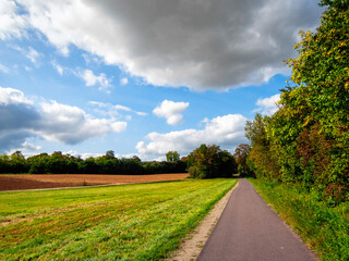 Road along the field through the trees