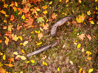 Tree roots on the surface, fallen leaves