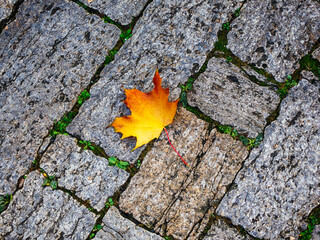 Yellow maple leaf lies on an old rocky road