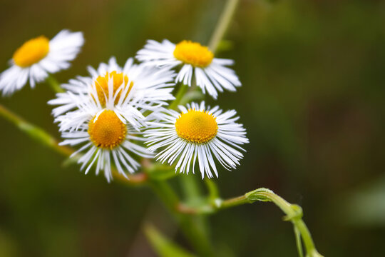 Meadow daisies flowers blooming in sunny day. - Powered by Adobe