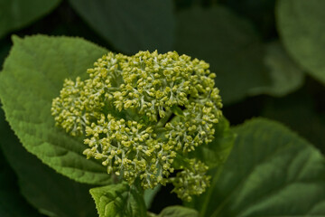 The inflorescences of hydrangea (lat. Hydrangea) are blooming. Hydrangea blooms in the garden.