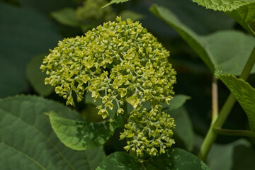The inflorescences of hydrangea (lat. Hydrangea) are blooming. Hydrangea blooms in the garden.