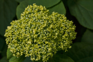 The inflorescences of hydrangea (lat. Hydrangea) are blooming. Hydrangea blooms in the garden.
