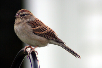 Sparrow