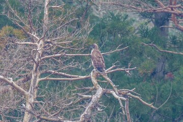 お気に入りの枯れ木にとまってのんびりくつろぐクマタカ成鳥