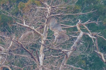 お気に入りの枯れ木にとまる寸前のクマタカ成鳥