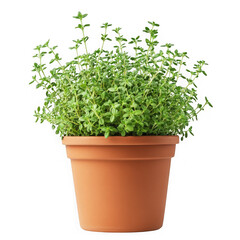 Fresh thyme plant in terracotta pot isolated on transparnt background